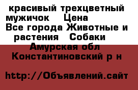 красивый трехцветный мужичок  › Цена ­ 10 000 - Все города Животные и растения » Собаки   . Амурская обл.,Константиновский р-н